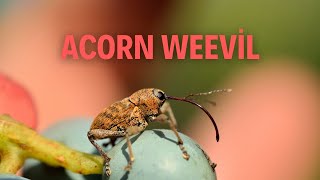 The Secret Life of the Acorn Weevil Natures Engineer [upl. by Alisander]