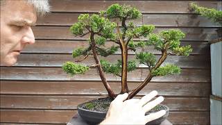 Juniperus Chinensis three trunk bonsai6part2 [upl. by Mcconnell]