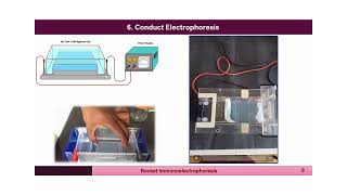 Immunology Lecture Series 6 Rocket Immunoelectrophoresis [upl. by Sharos]