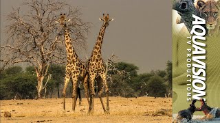 Giraffe Males Fighting in the Luangwa Rift Valley🦒🦒 [upl. by Bryce]