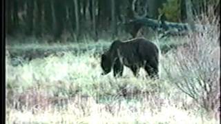 Black Bear vs Grizzly Bear  Whos Who [upl. by Ellevart]