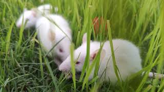 White rat while eating grass 🌱 [upl. by Aliehs]