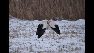 Weißstörche überwintern in SüdHessen [upl. by Nnaitsirk697]