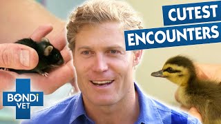 Bondi Vets Smallest Animals ❤️  Best Of Bondi Vet [upl. by Sivla]