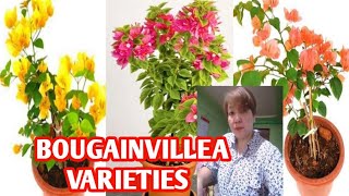 BOUGAINVILLEA VARIETIES WITH NAMES  MARGIE PULIDO VLOGS [upl. by Dnomsed61]