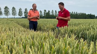 Meer dan 20 ton ds mais na tarwe op bezoek bij Thijs Arendsen  LG Seeds [upl. by Hanyaz638]