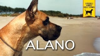 ALANO TEDESCO Trailer Documentario [upl. by Jareen923]