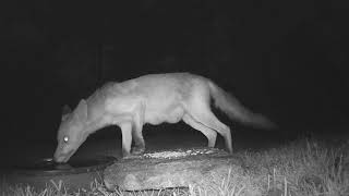 Fox Eating amp Drinking talltreesnaturereserve wildlife foxes animals countryside vixen fox [upl. by Palma]