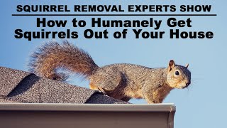 How to Humanely Get Squirrels Out of Your Attic Roof amp Chimney Tips from Squirrel Experts in Ohio [upl. by Abla]