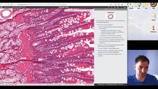 Histology of the Digestive system part 3 [upl. by Drusi]