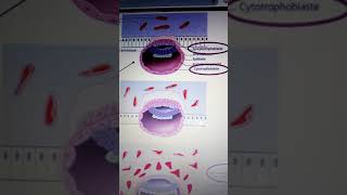 Physiologie placentaire  le trophoblaste au cours de la 2 eme semaine de développement [upl. by Gal861]