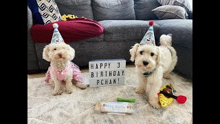 Maltipoo Dog Birthday Party  Pchan turns 3 [upl. by Pani850]