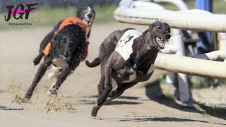 Greyhound Racing  Champions  Track race 686m 🏆 [upl. by Onid]