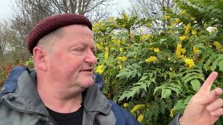 Edible mahonia flowers by Robin Harford [upl. by Fleur]