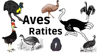 ¿Conocés las aves ratites [upl. by Tfat]