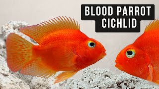 Blood Red Parrot Cichlids A Closer Look Amphilophus citrinellus [upl. by Kabob]