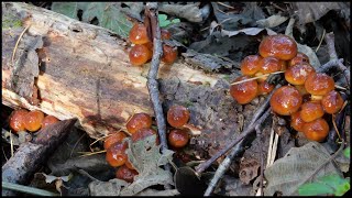 サプライズナメコが現れた！ Pholiota microspora 20241018 [upl. by Ahsenat]