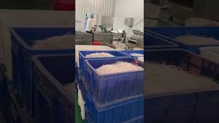 instant starch noodles processing factory [upl. by Akahs]