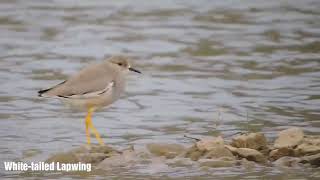 The Whitetailed Lapwing  Vanellus leucurus  Kot Dam Shakambhari [upl. by Barta218]