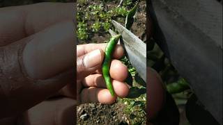 harvesting green chillies nature farming chilli shorts [upl. by Aissatan176]