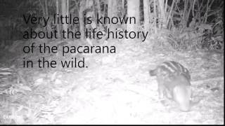 Rare wildlife footage pacarana [upl. by Finegan]