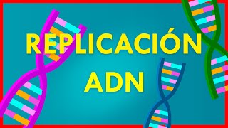 REPLICACIÓN del ADN  Explicacion FACÍL y RAPIDA [upl. by Ludvig]