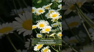 Färberkamille Sauce Hollandaise Anthemis tinctoria [upl. by Marcelle]