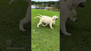 Golden Retriever puppy training session [upl. by Anuska]