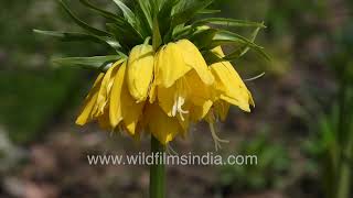 Fritillaria imperialis maxima and California Poppy with Erysimum at Jabbarkhet botanical collections [upl. by Tollman878]