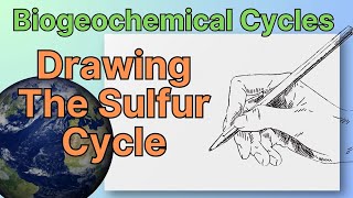 Biogeochemical Cycles Drawing The Sulfur Cycle [upl. by Anaid]