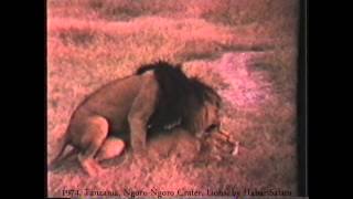 NgoroNgoro Couple de Lions Accouplement by HabariSalam  Simba 1974 Tanzania Mating [upl. by Aletsirc]