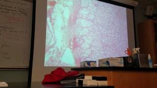 Adrenal Gland Histology [upl. by Cates]