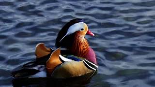 Mandarin Duck at Burnaby Lake 中国鸳鸯 [upl. by Pratte]