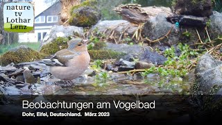 Beobachtungen am Vogelbad Dohr Eifel Deutschland [upl. by Pain816]