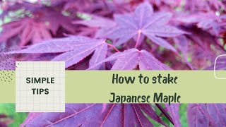 How to stake a Japanese Maple 🍁  Three techniques to shape your Japanese Maple [upl. by Derfla]