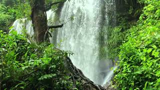 Relaxing Music Beautiful birdsong that pleases the soul peaceful forest stream [upl. by Aileda]