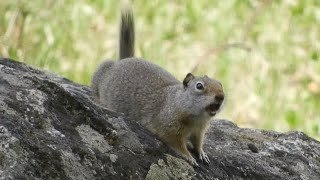 Uinta Ground Squirrel Call [upl. by Ellimahs717]