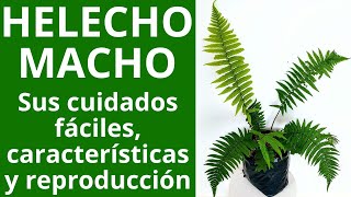 HELECHO MACHO cuidados características y propagación Consejos para uso en jardinería [upl. by Htir]