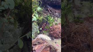 Why did I sprinkle fish food there youtubeshort terrarium aquarium [upl. by Romilda]