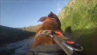 Go Pro running lurcher and two dog canicross training Running with Dogs [upl. by Alyakim]