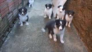 Filhotes de Border Collie Boby Akirabordercollie [upl. by Omarr]