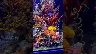 NPS Coral aquarium🔥 4k aquarium4k reefaquarium aquarium aquariumhobby [upl. by Bendicta]