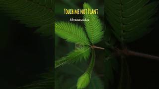 touch me not plant shows which type of movement class10biology shorts mimosapudica [upl. by Ainotahs]