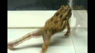 Strychine Poisoning in Toads [upl. by Rodolfo]