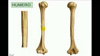 OSTEOLOGIA Miembro superior 3 Diagnostico X [upl. by Willin492]