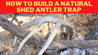 How to make a natural shed antler trap for bucks [upl. by Eidde790]