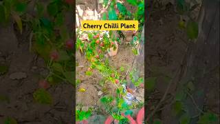 Cherry Chilli Plant chilli garden nature motivation trending shorts [upl. by Anillek]