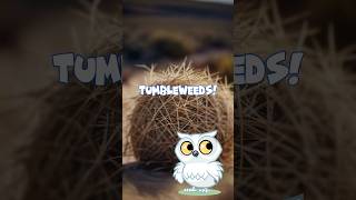 Tumbleweeds The Eurasian Invaders [upl. by Ahsener505]