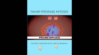 TAHAP SELAMA PROFASE MITOSIS [upl. by Katha]