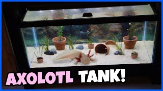 Setting Up A 40 Gallon AXOLOTL TANK [upl. by Seugram]